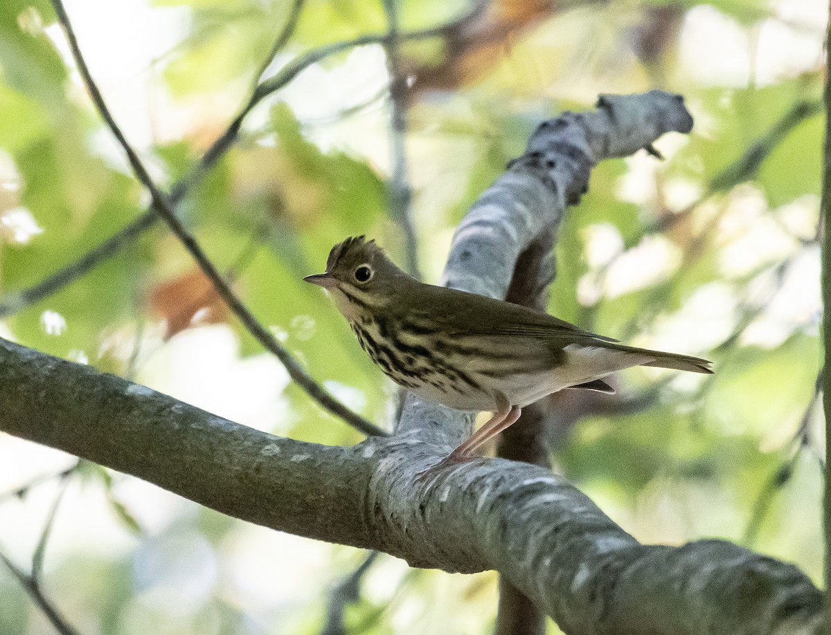 Ovenbird - ML623961318