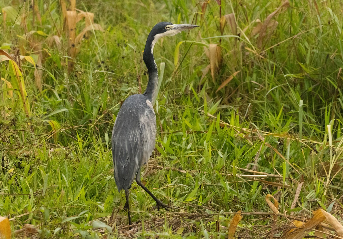 Black-headed Heron - ML623961319