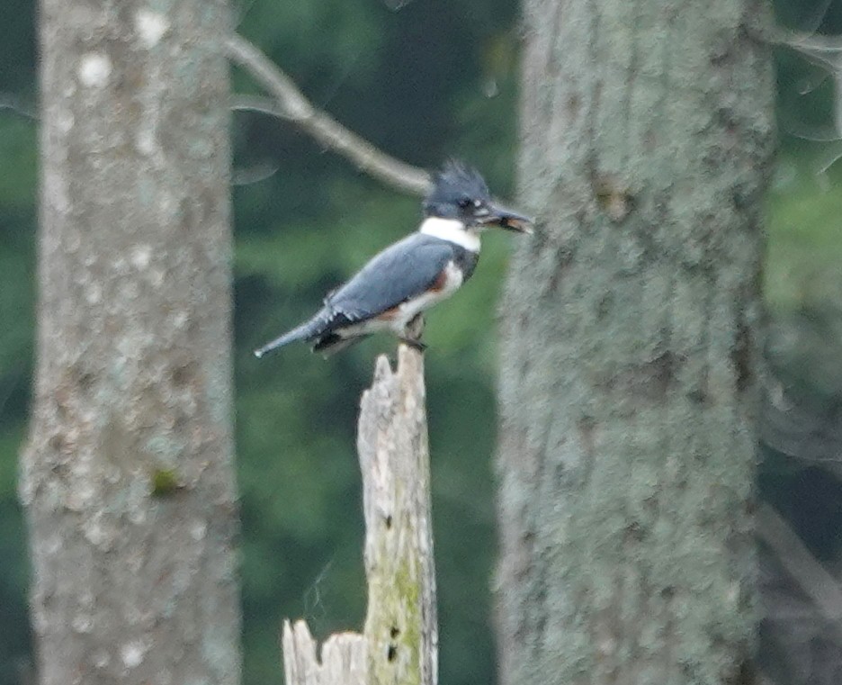 Belted Kingfisher - ML623961323