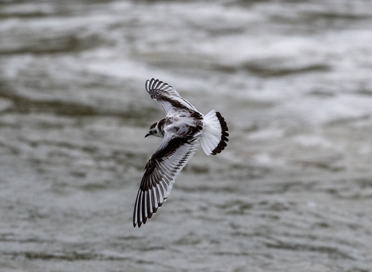 Little Gull - ML623961325