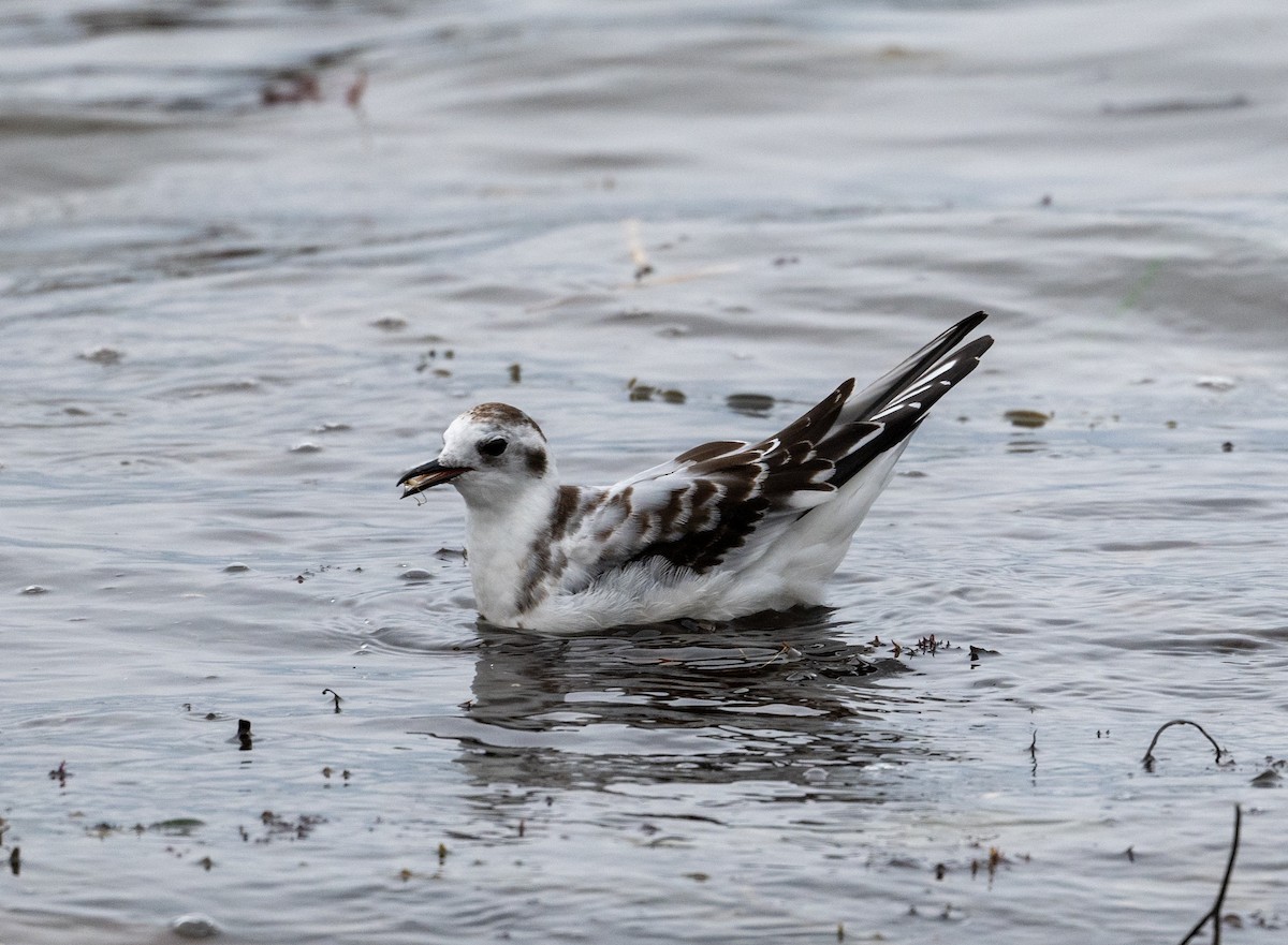 Little Gull - ML623961326