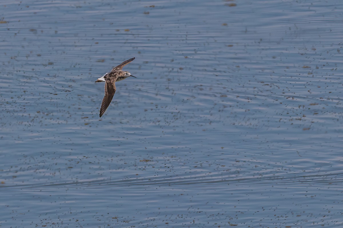 Phalarope de Wilson - ML623961330