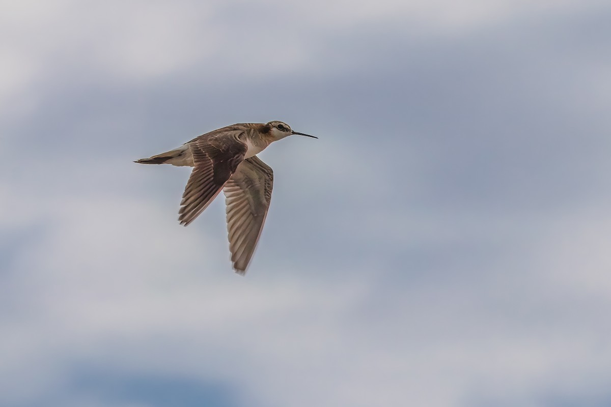 Phalarope de Wilson - ML623961331