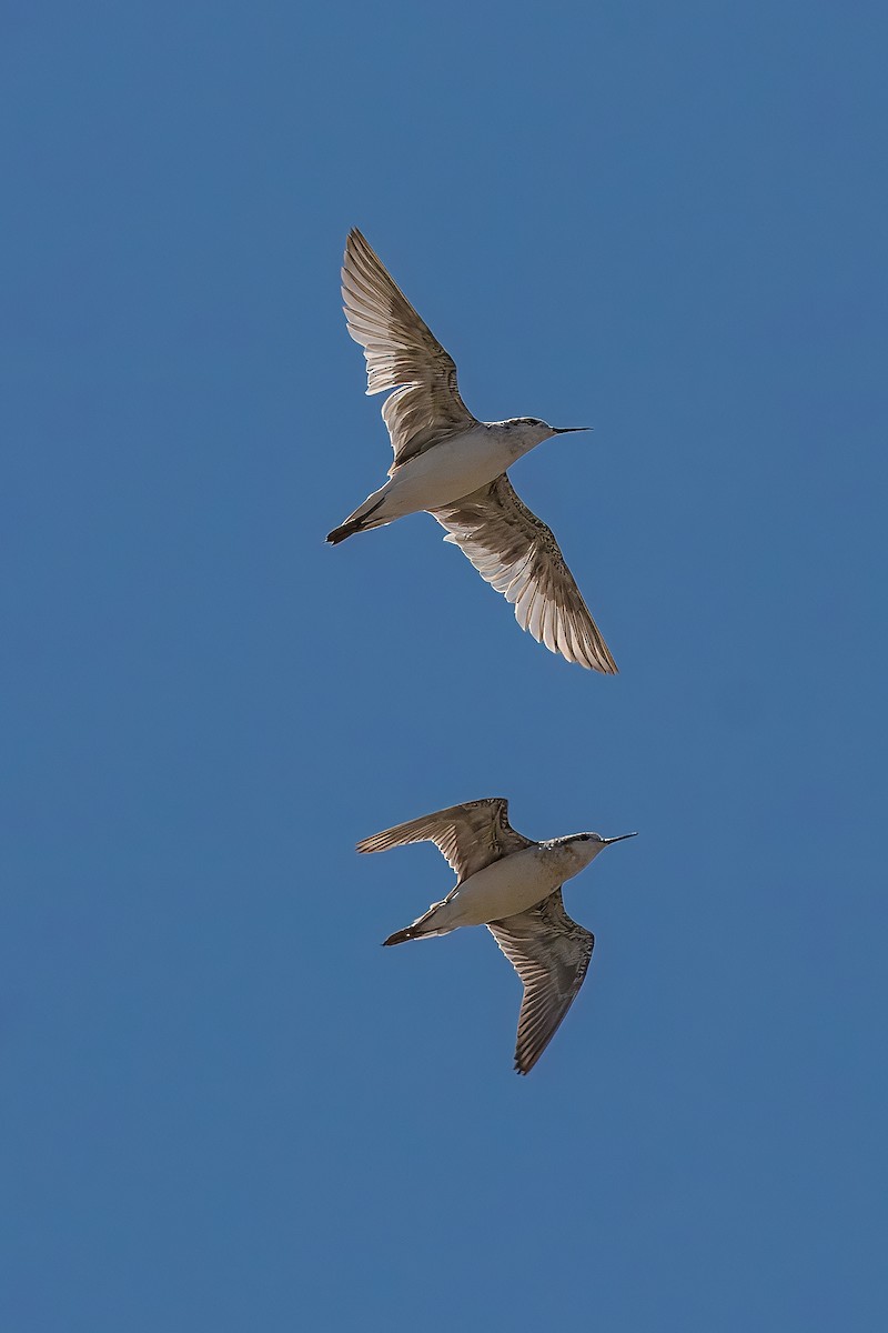 Wilson's Phalarope - ML623961333