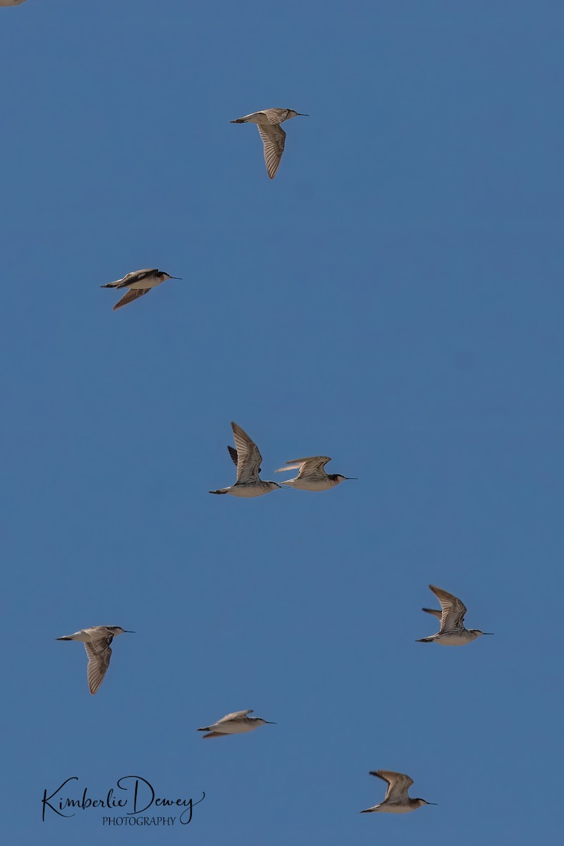 Phalarope de Wilson - ML623961334