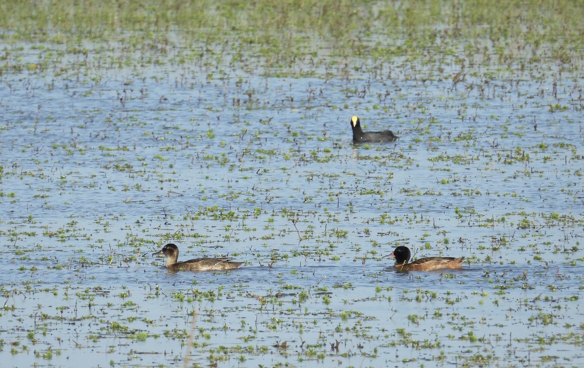 Black-headed Duck - ML623961335