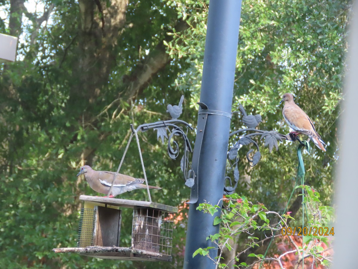 White-winged Dove - ML623961354