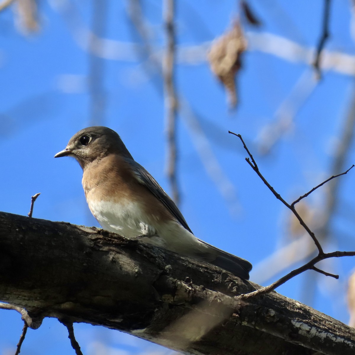 Eastern Bluebird - ML623961357