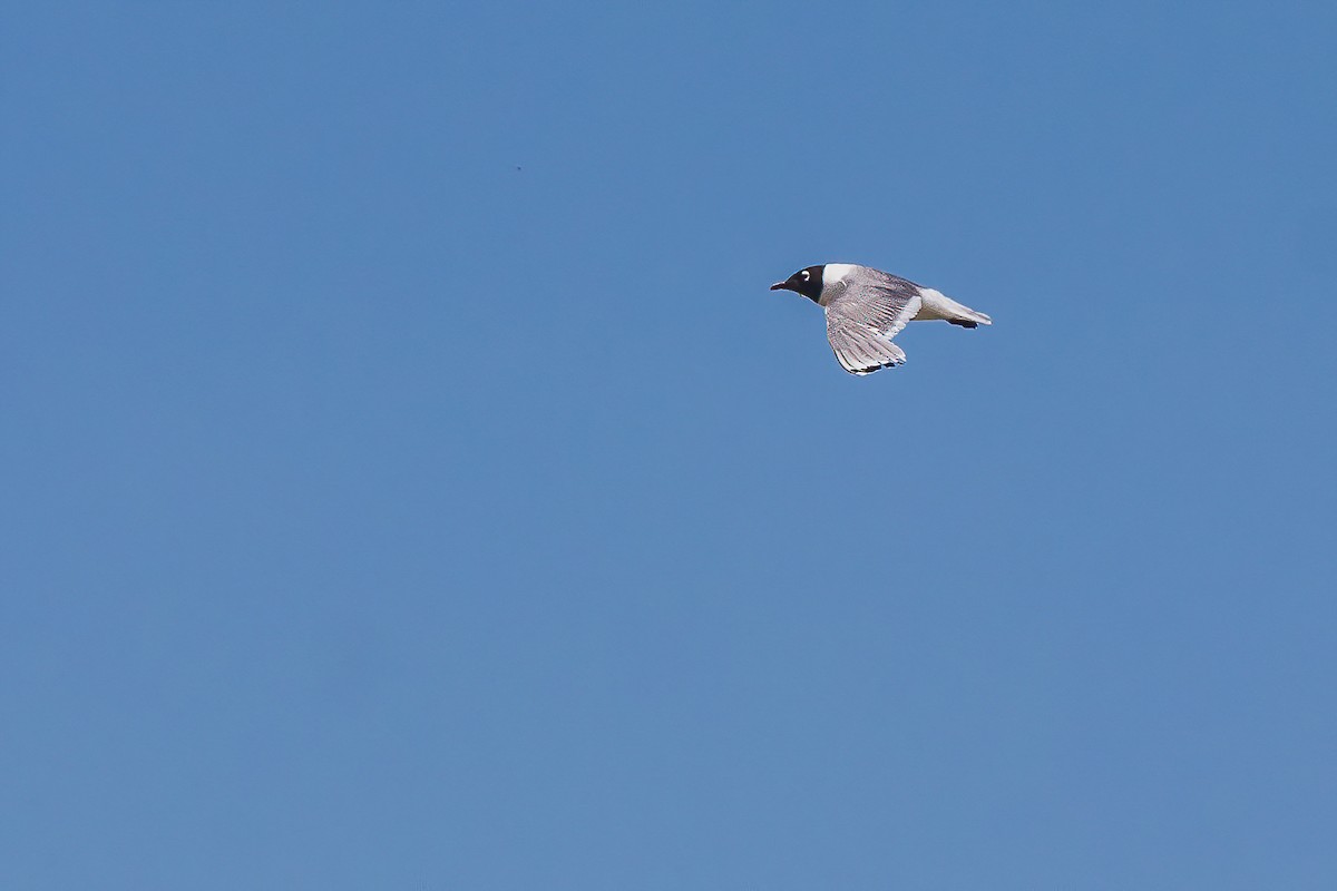 Franklin's Gull - ML623961359