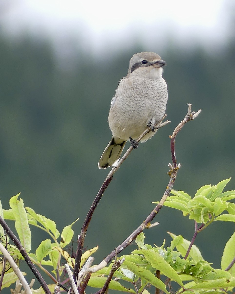 Northern Shrike - ML623961362