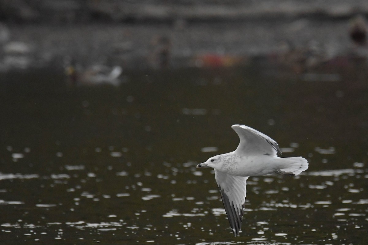 Gaviota Argéntea - ML623961364