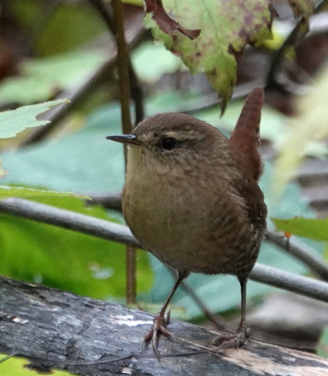 Troglodyte des forêts - ML623961365