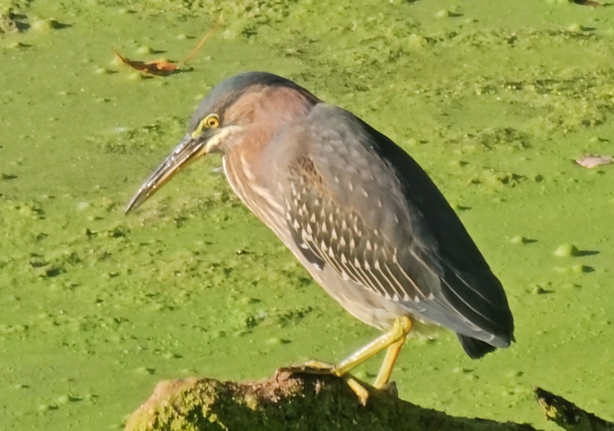 Green Heron - Narasimhan Sundaram