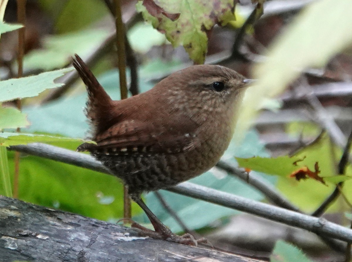 Winter Wren - ML623961369