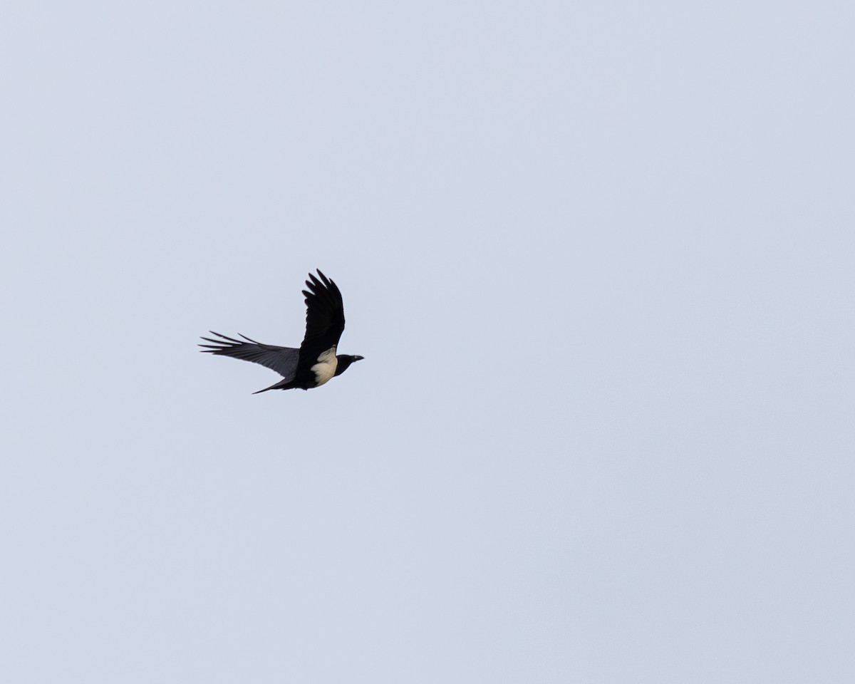 Pied Crow - ML623961370