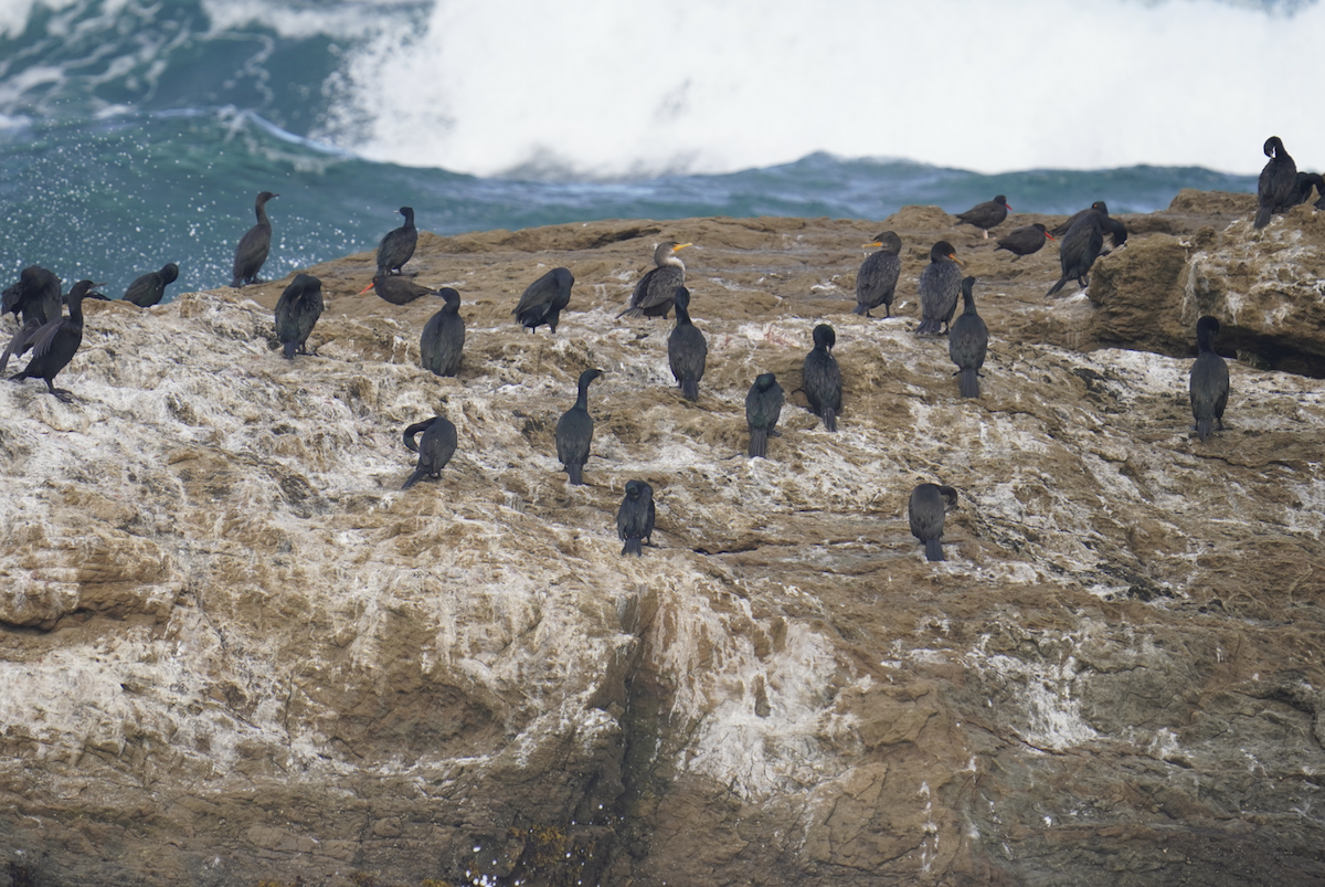 Brandt's Cormorant - ML623961372