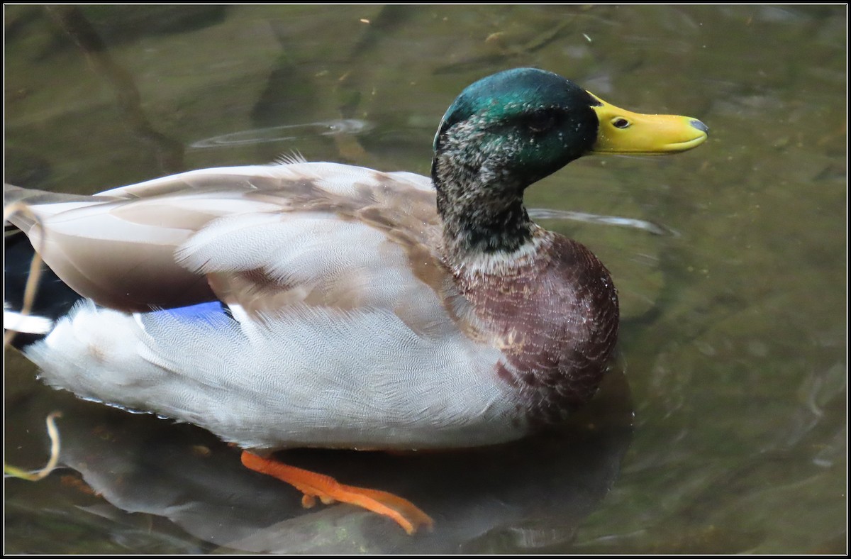 Canard colvert - ML623961373