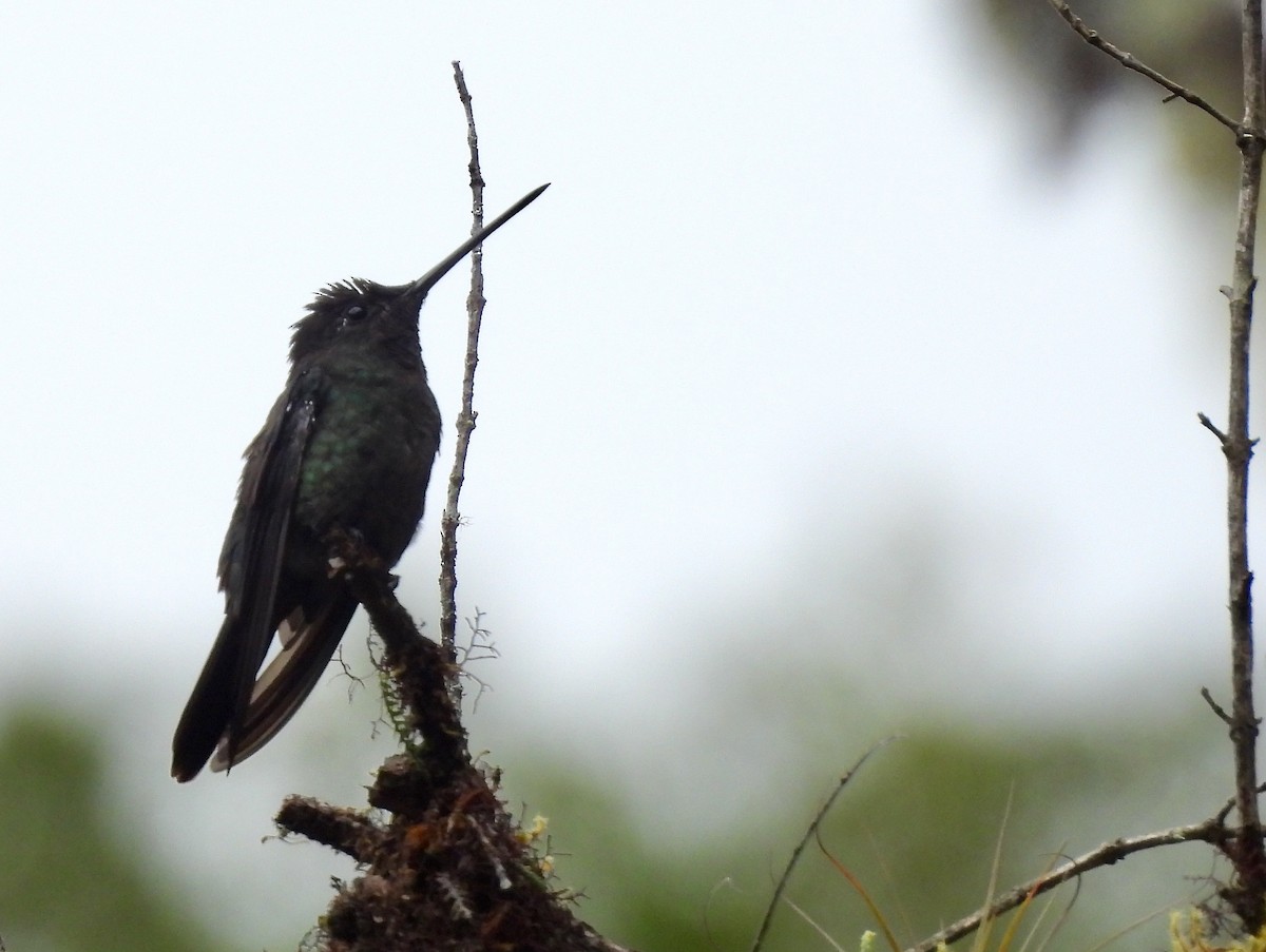 Colibrí de Talamanca - ML623961376