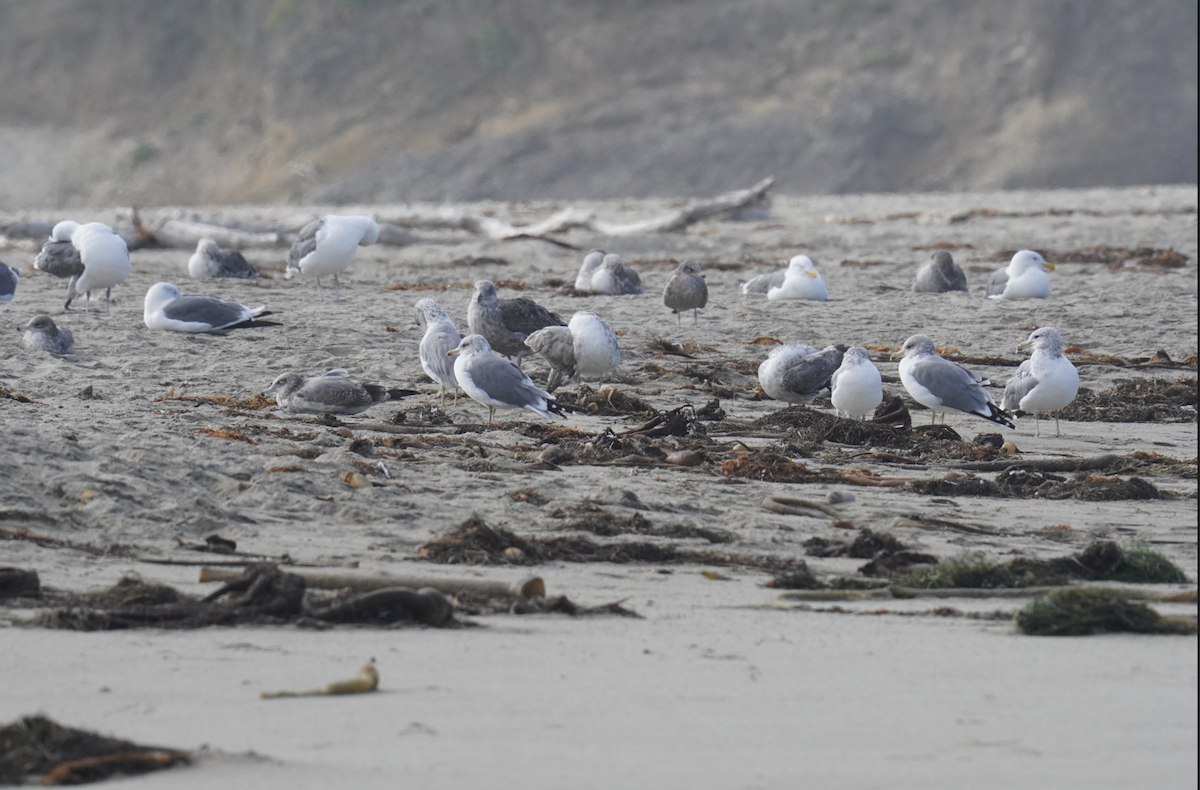 Gaviota Californiana - ML623961381