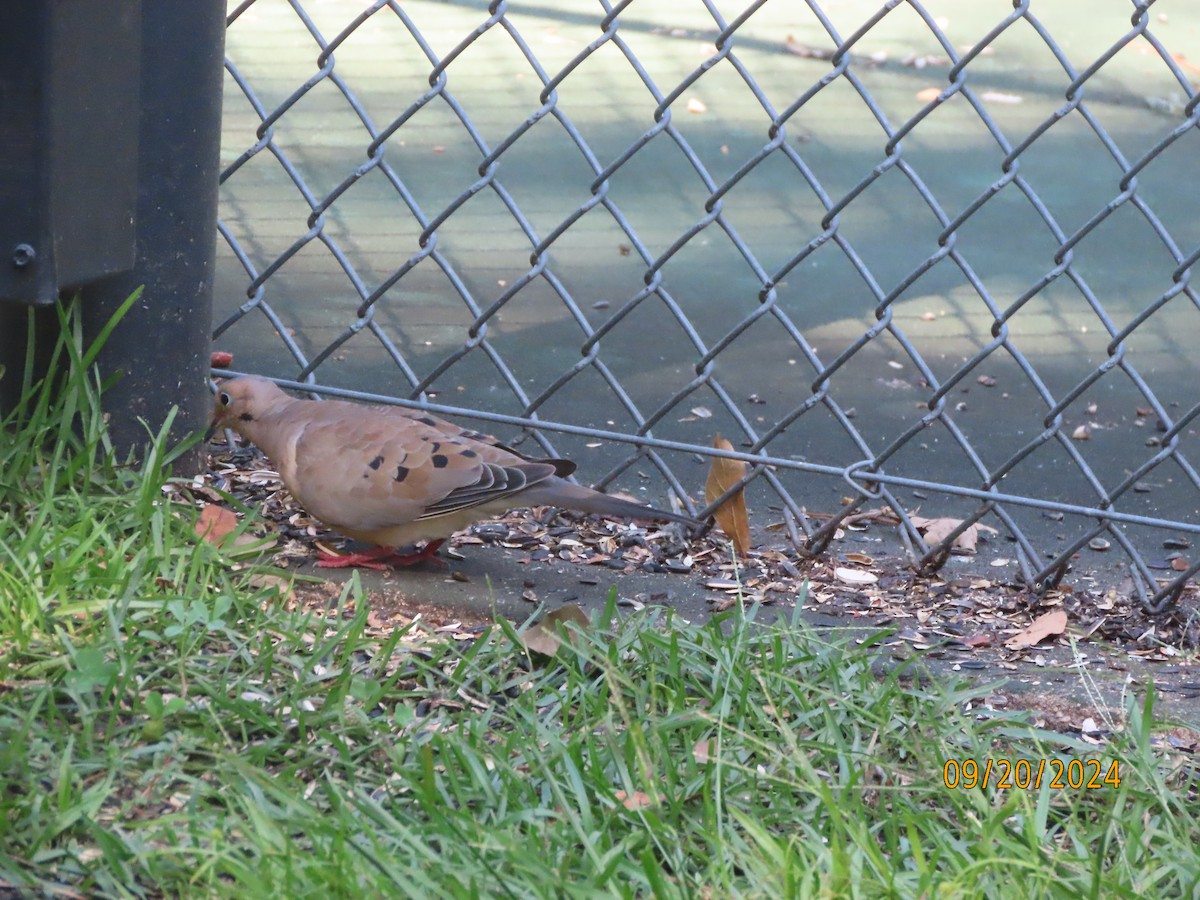 Mourning Dove - ML623961384