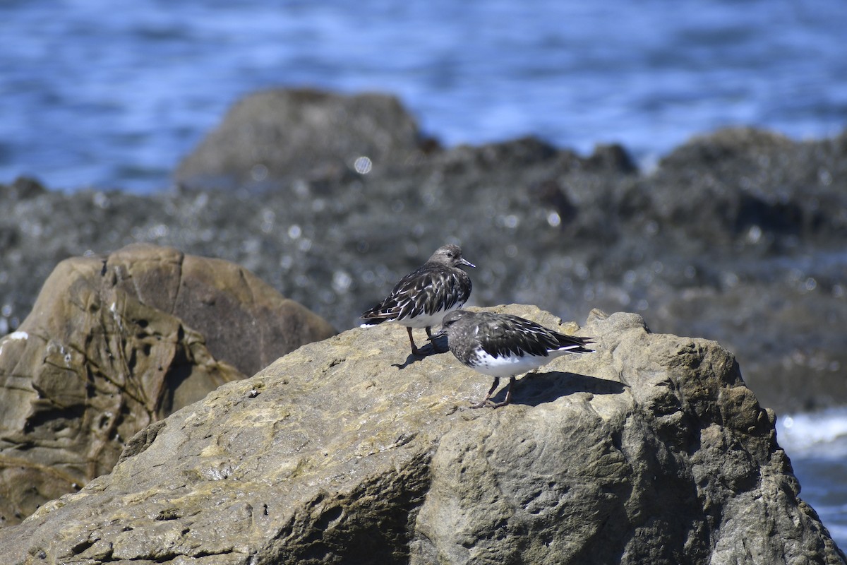 Black Turnstone - ML623961389