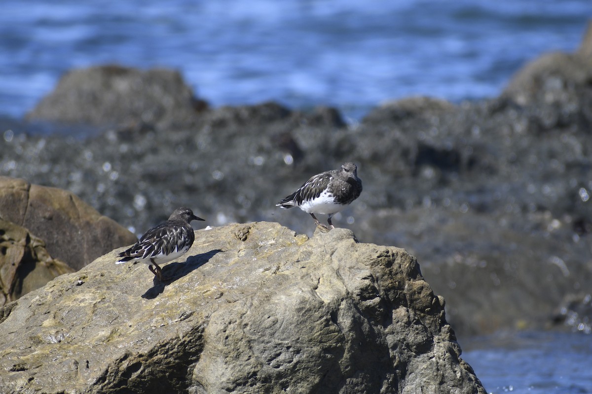 Black Turnstone - ML623961390