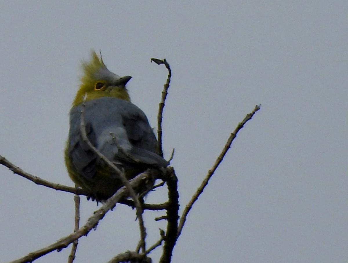 Long-tailed Silky-flycatcher - ML623961391