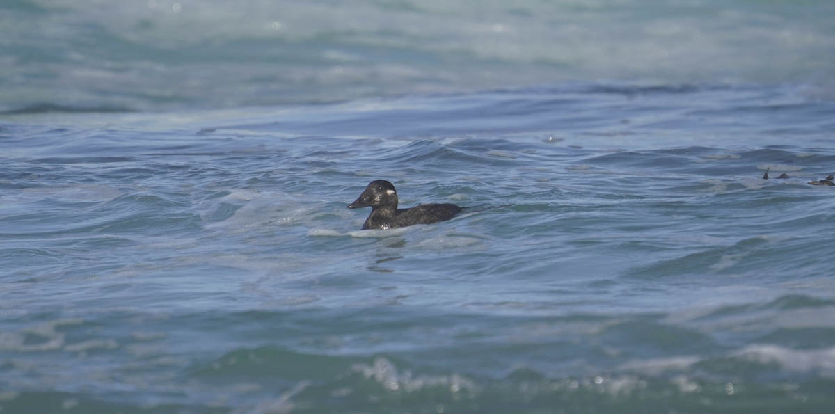 Surf Scoter - ML623961399