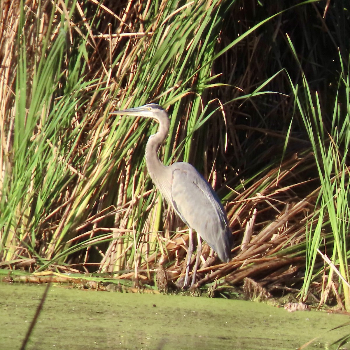 Great Blue Heron - ML623961400