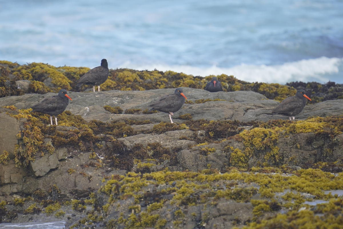 Black Oystercatcher - ML623961401