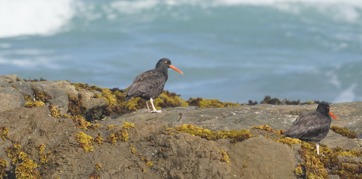 Black Oystercatcher - Alex Dodd