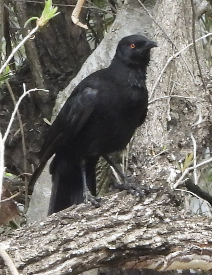 White-winged Chough - ML623961408