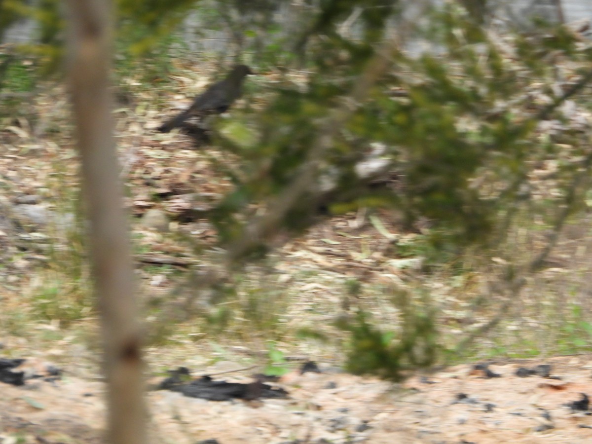 White-winged Chough - ML623961409