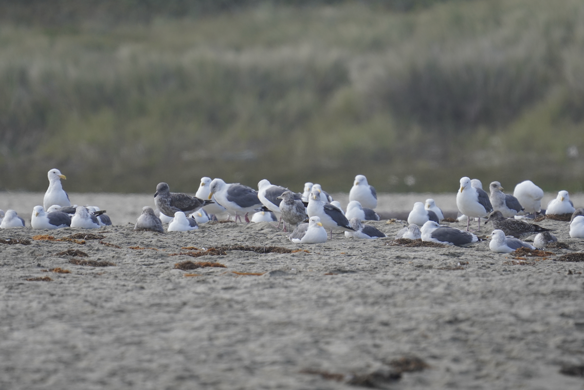 Western Gull - ML623961416