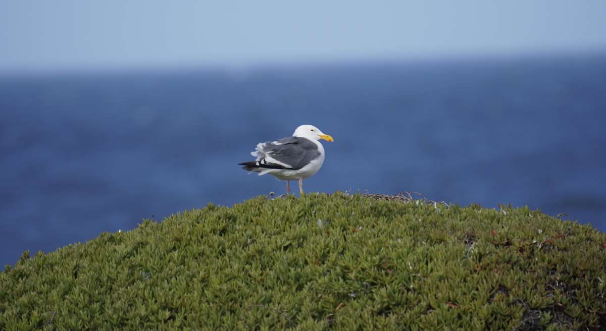 Western Gull - ML623961417