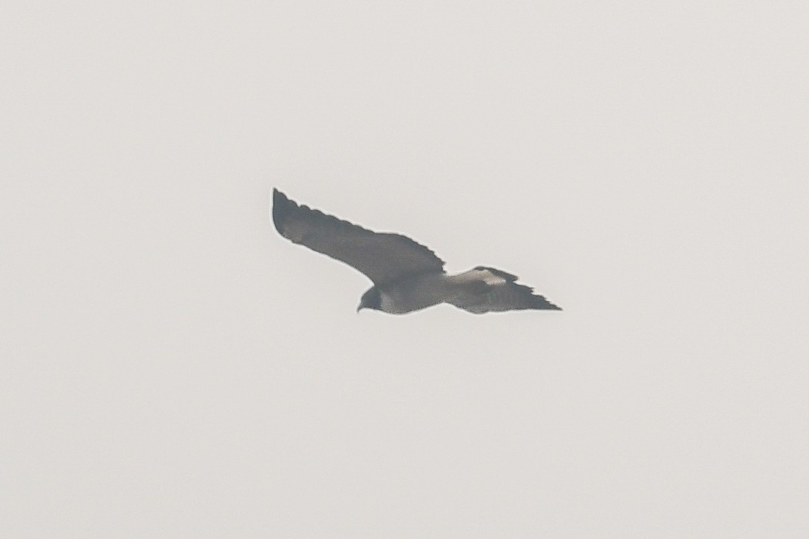 White-tailed Hawk - Bill Asteriades