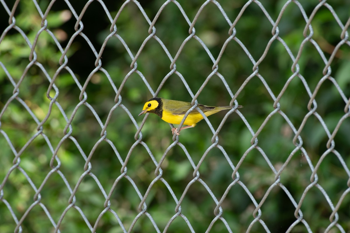 Hooded Warbler - Jon Wilson