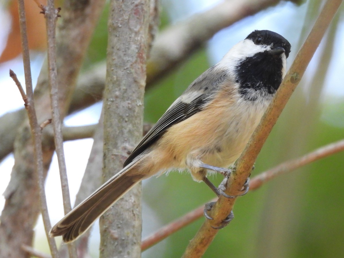 Black-capped Chickadee - ML623961450