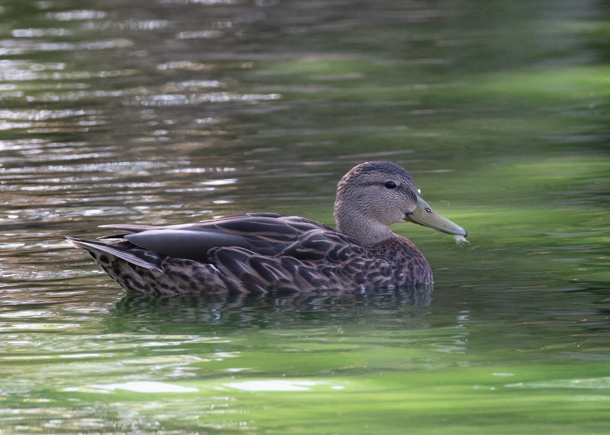 Mexican Duck - ML623961459