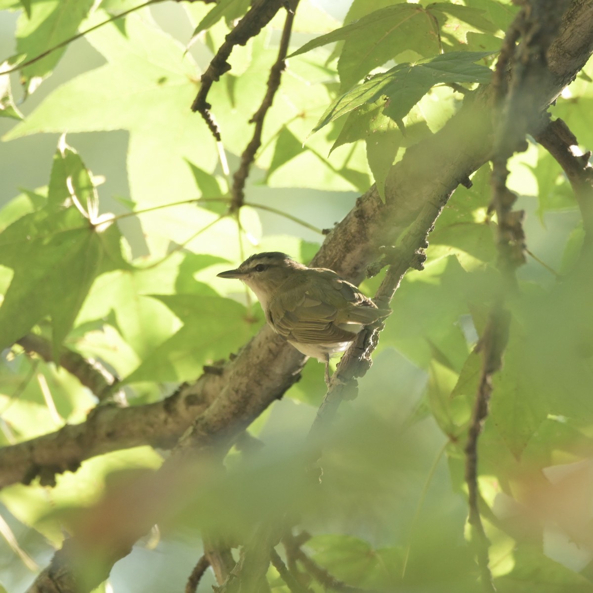 Red-eyed Vireo - ML623961462