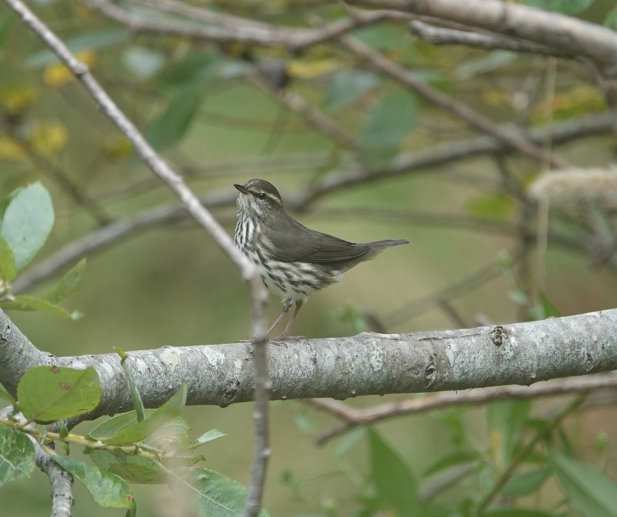 Northern Waterthrush - ML623961466