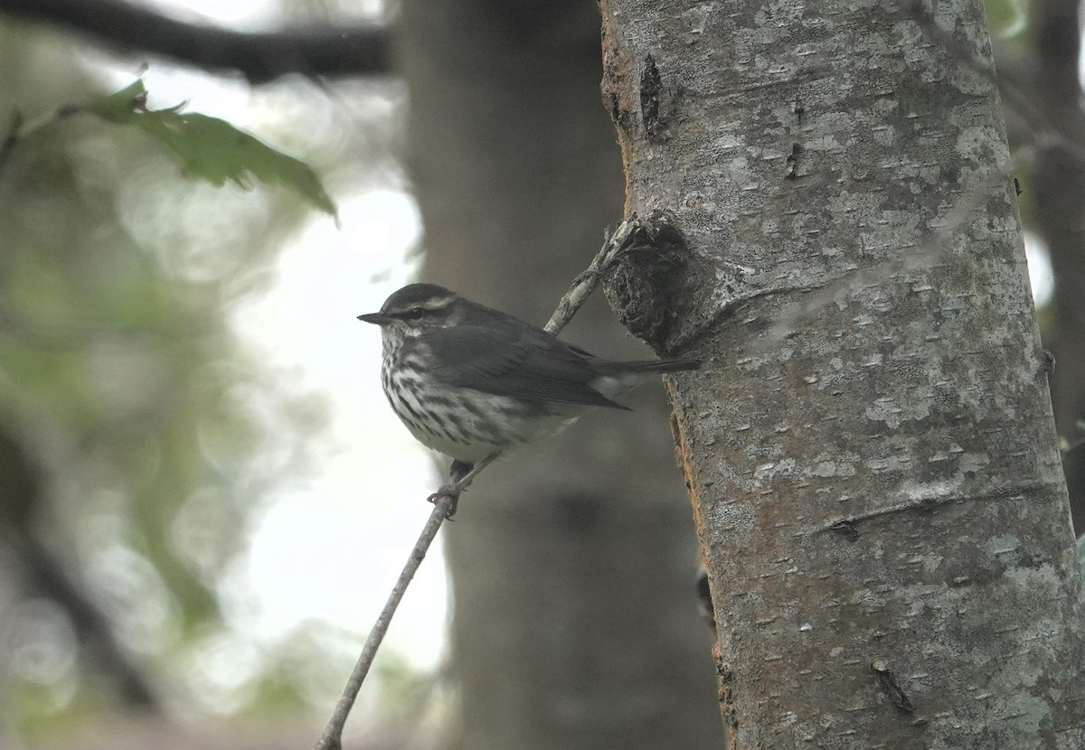 Northern Waterthrush - ML623961471