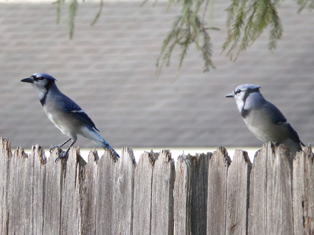 Blue Jay - Texas Bird Family