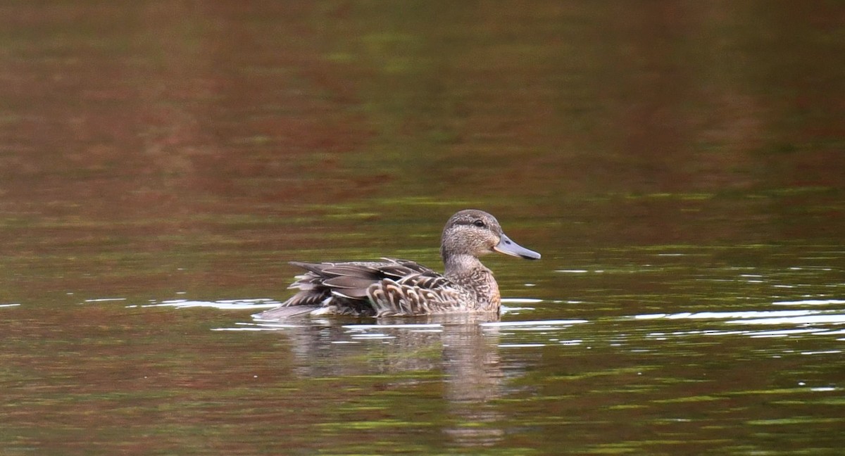 Green-winged Teal - France Carbonneau