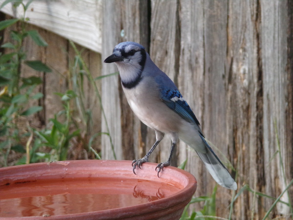 Blue Jay - ML623961476