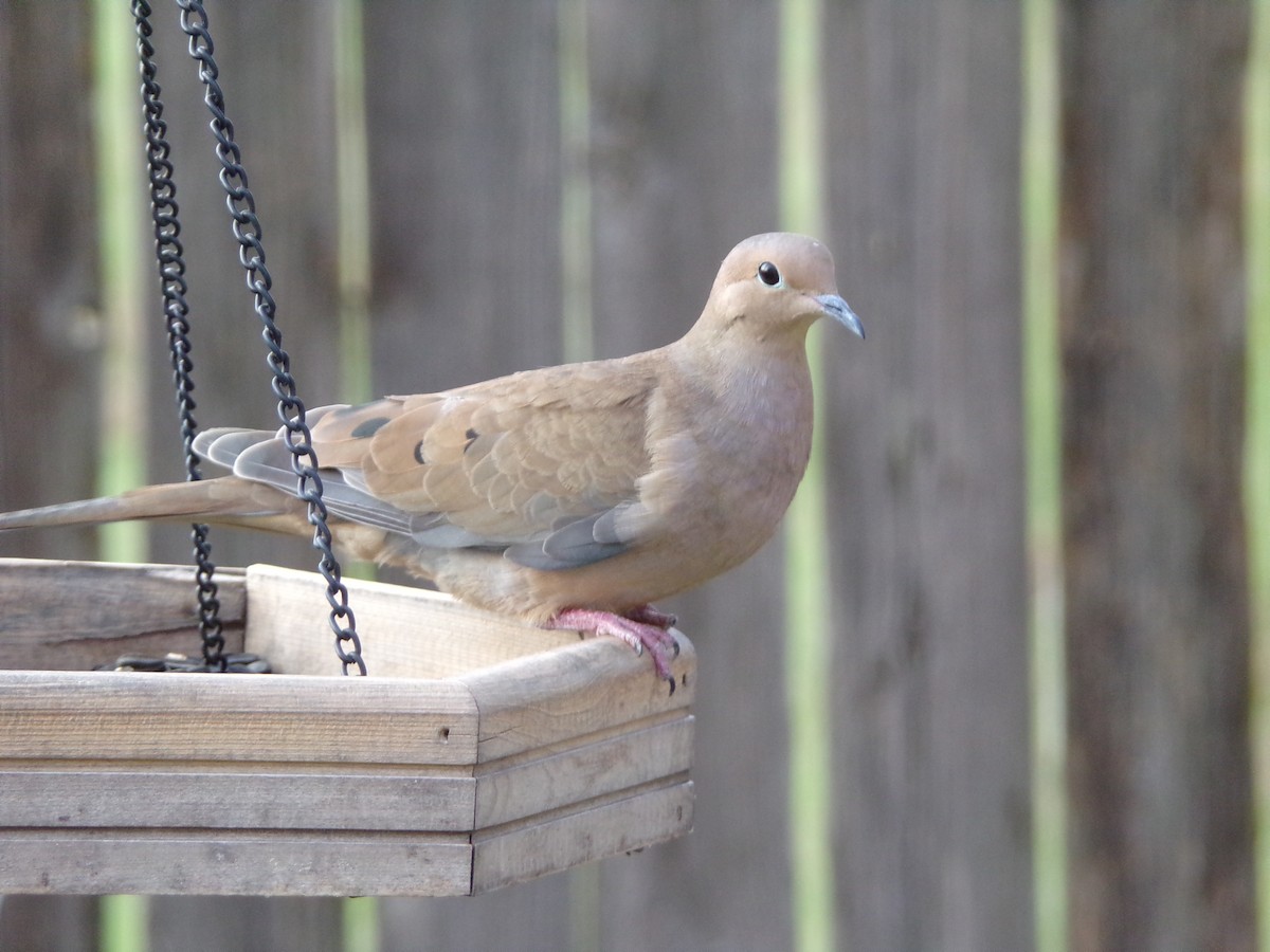 Mourning Dove - ML623961480