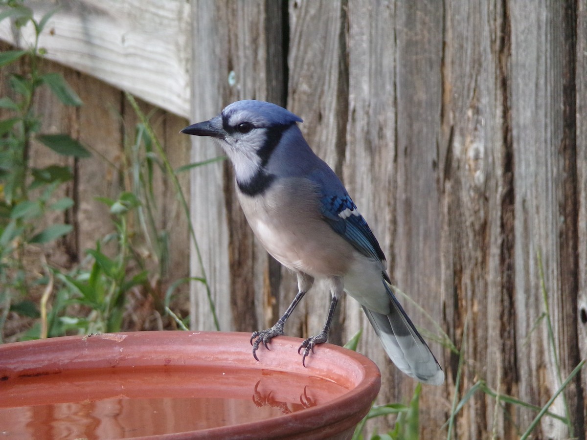 Blue Jay - ML623961481