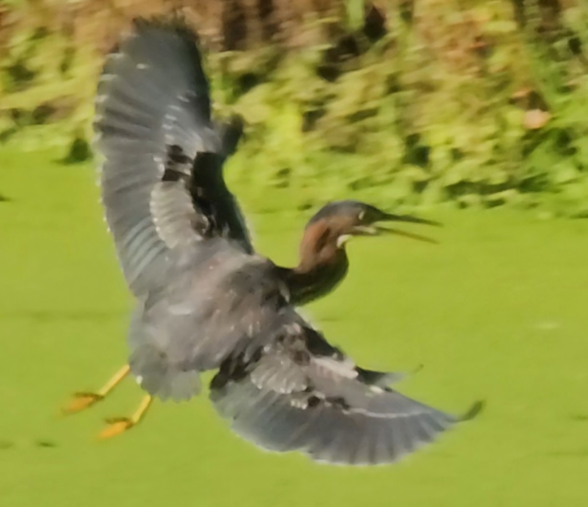 Green Heron - ML623961482