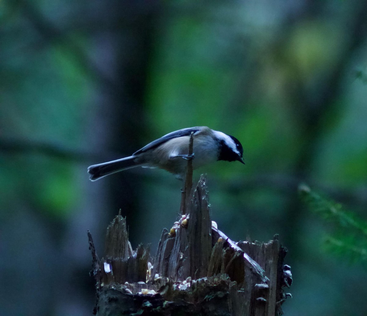 Black-capped Chickadee - ML623961485