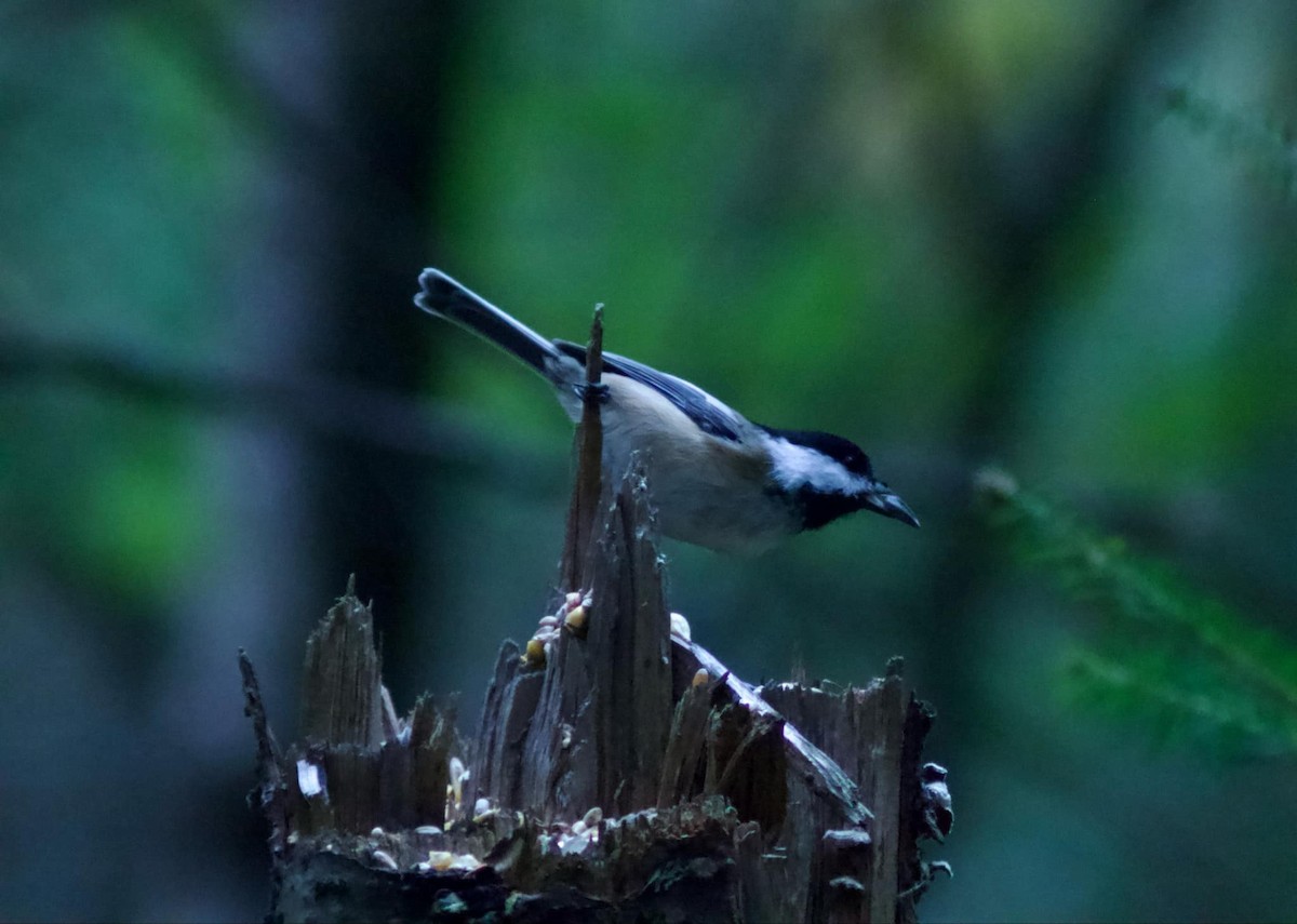 Black-capped Chickadee - Emy Girard